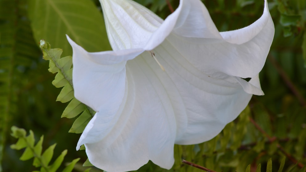 Stechapfel: Weiße Blüte von Stechapfel