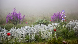 Wollziest: Wiese im Nebel mit silberblättrigem Ziest, Lunaria und Mohn