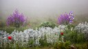 Wollziest: Wiese im Nebel mit silberbl&auml;ttrigem Ziest, Lunaria und Mohn
