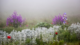 Wollziest: Wiese im Nebel mit silberblättrigem Ziest, Lunaria und Mohn