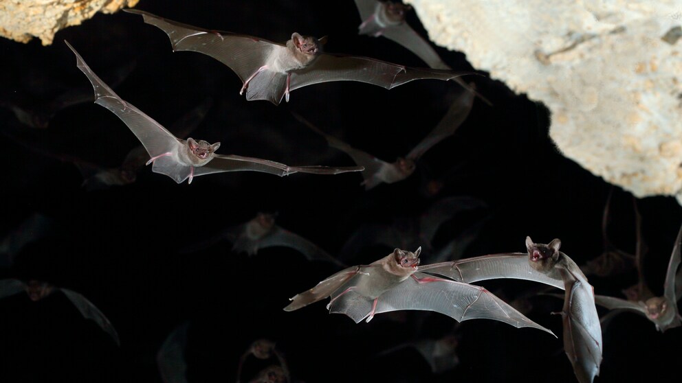 Viele sehen in Fledermäusen etwas Unheimliches, dabei sind die Tiere äußerst nützlich