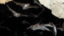 Viele sehen in Flederm&auml;usen etwas Unheimliches, dabei sind die Tiere &auml;u&szlig;erst n&uuml;tzlich