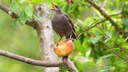 Vogel Apfel Baum