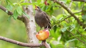 Vogel Apfel Baum