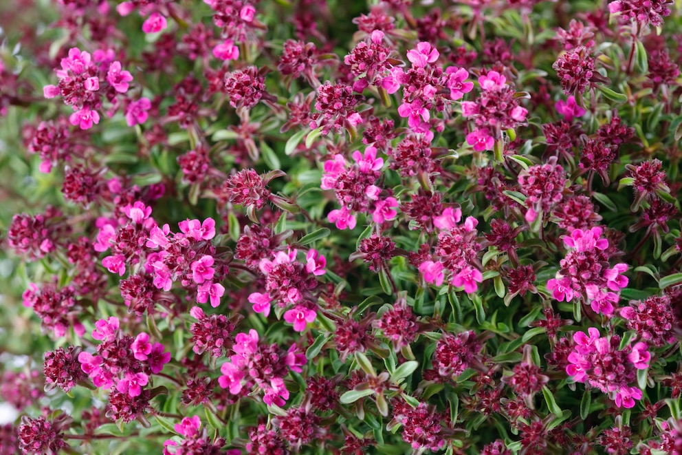 Bodendecker: Polster-Thymian mit vielen violetten Blüten