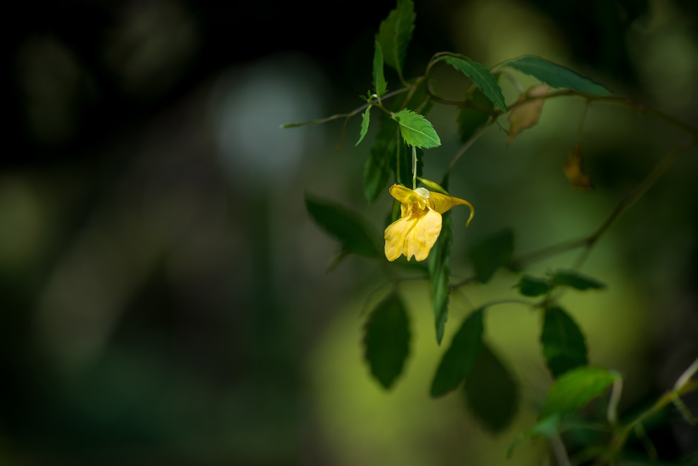 Drüsiges Springkraut: Nahaufnahme einer gelben Blüte vom Springkraut