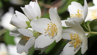 Pfeifenstrauch: Pfeifenstrauch mit weißen Blüten