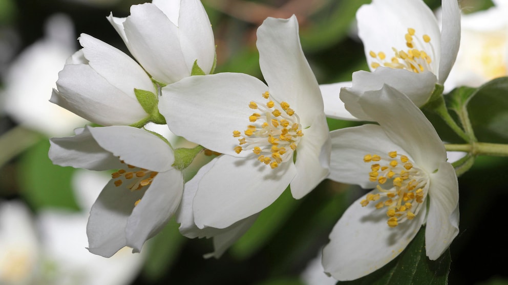 Pfeifenstrauch: Pfeifenstrauch mit weißen Blüten