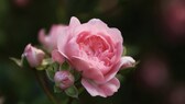 Bodendeckerrosen: Nahaufnahme einer rosafarbenen Blüte der Rose „The Fairy“