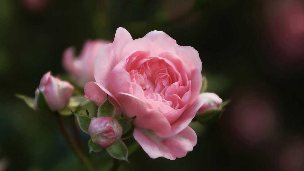 Bodendeckerrosen: Nahaufnahme einer rosafarbenen Blüte der Rose „The Fairy“