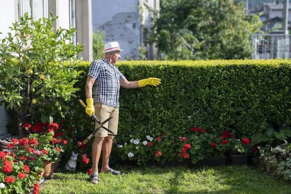 Hecke unterpflanzen: Welche Sorten eignen sich?