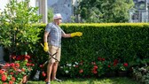 Hecke Unterpflanzung