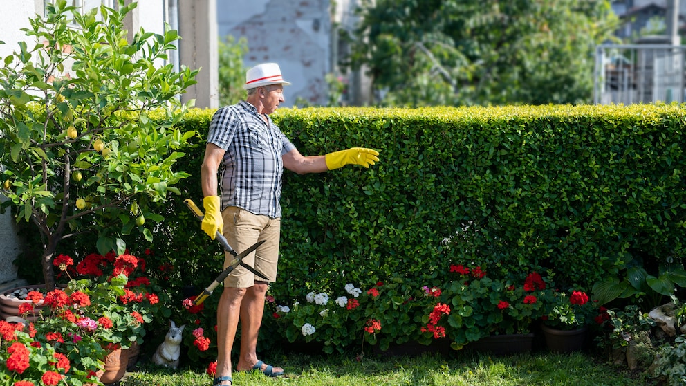 Hecke Unterpflanzung