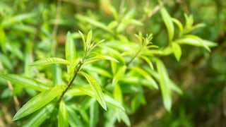 Die Zitronenverbene hat viele Anwendungsgebiete. Unter Anderem nutzt man sie in der Küche, in der Kosmetik und als Heilkraut.