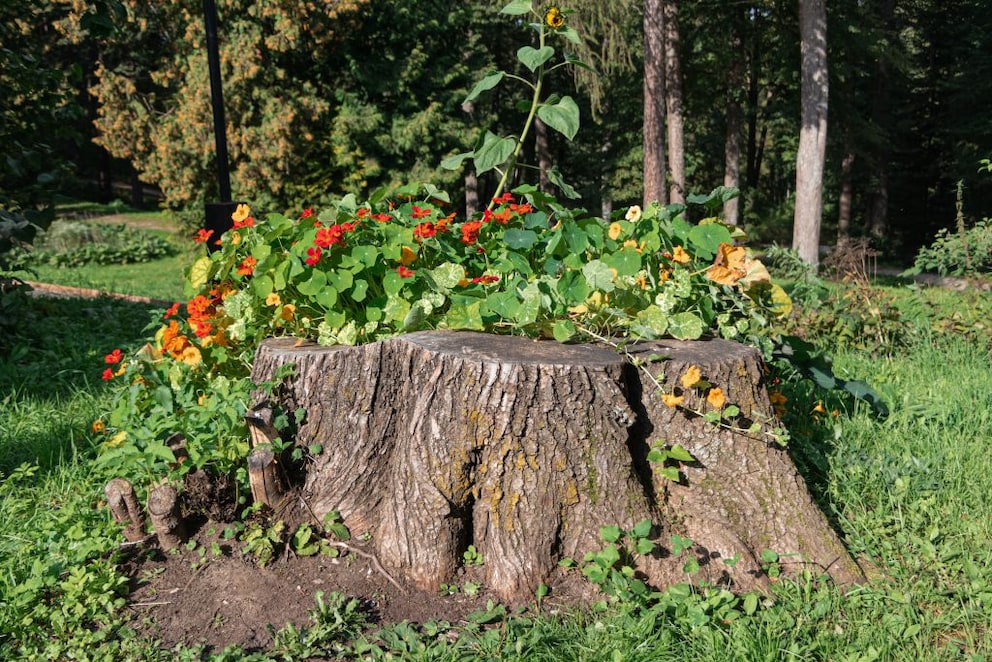 Tipps, um einen Baumstumpf im Garten zu bepflanzen