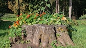 Baumstumpf bepflanzen
