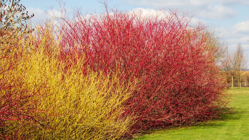 Roter Hartriegel