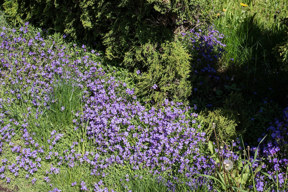 Bodendecker vor Hecke