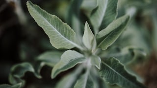 Räuchersalbei bereichert durch seine wunderschönen Blüten und den intensiven Duft jeden Garten oder Balkon
