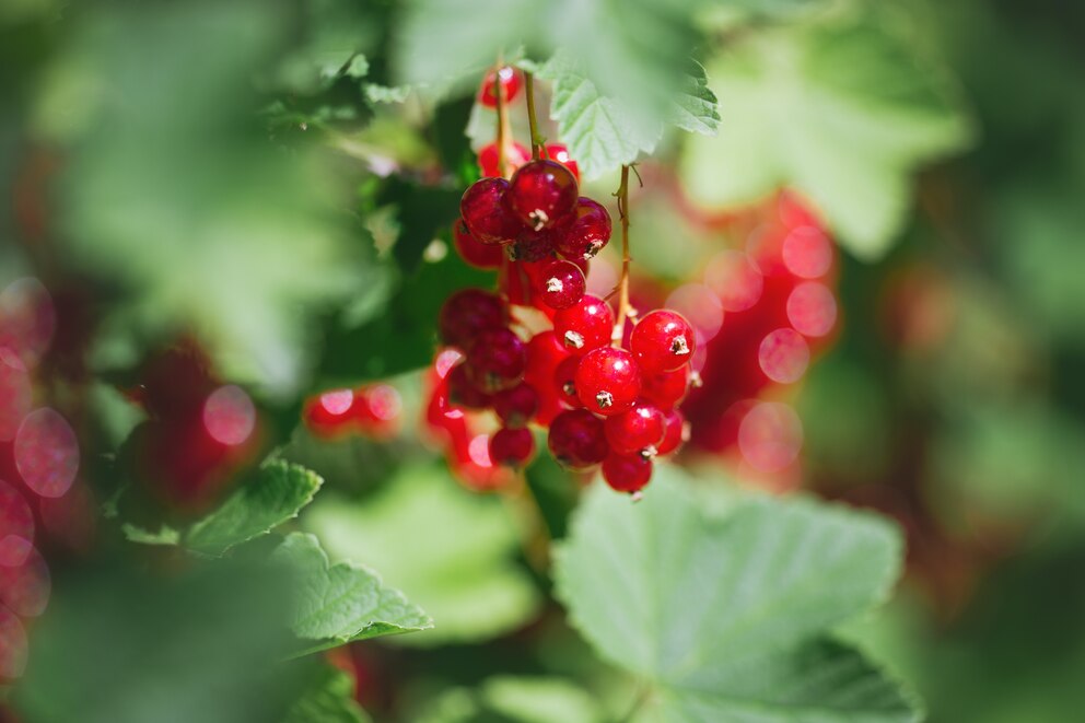 Johannisbeeren