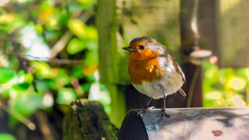 Im Sommer sollte man im eigenen Garten die Futterstellen für Vögel nicht befüllen