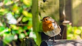 Im Sommer sollte man im eigenen Garten die Futterstellen für Vögel nicht befüllen