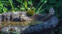 Eine Vogeltränke bietet den Tieren an heißen Tagen die perfekte Abkühlung und dient ihnen zudem als Trinkquelle