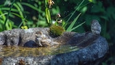 Eine Vogeltränke bietet den Tieren an heißen Tagen die perfekte Abkühlung und dient ihnen zudem als Trinkquelle