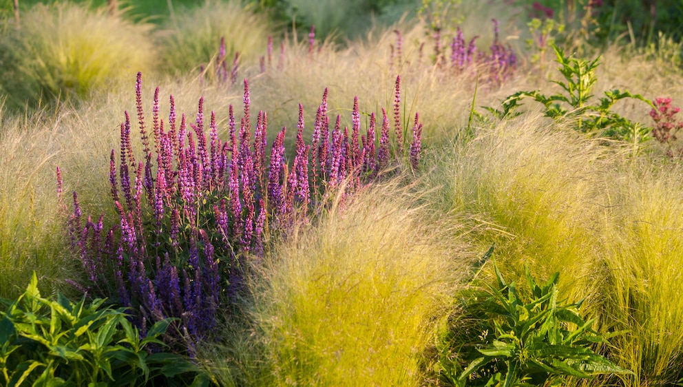 Ziersalbei ist mit seinen violetten Blüten besonders dekorativ