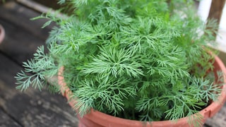 Dill