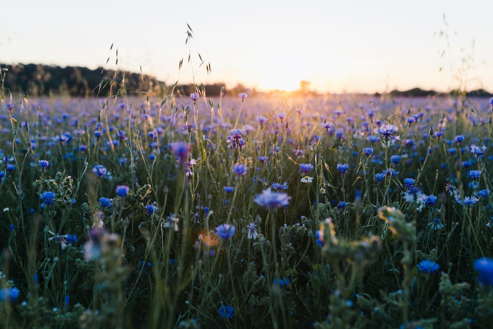 Aufgrund des hohen Zuckergehalts ist die Kornblume bei Imkern und ihren Bienen gern gesehen