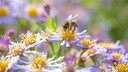 Astern sind besonders beliebt bei Bienen