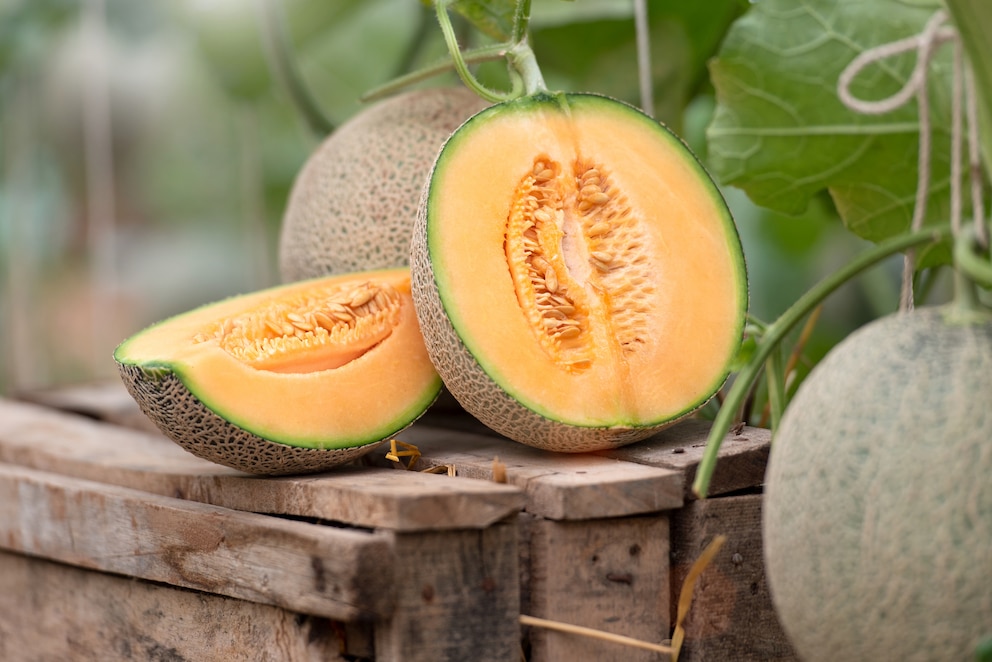 Die Cantaloupe Melone ist ein kalorienarmer Snack im Sommer. Sie schmeckt allerdings nur richtig gut, wenn sie den richtigen Reifegrad hat