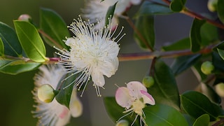 Myrte: Weiße Blüte mit Staubfäden einer Myrte