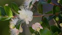 Myrte: Wei&szlig;e Bl&uuml;te mit Staubf&auml;den einer Myrte