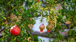 Granatapfel: Granatapelbaum mit Früchten und Blüte