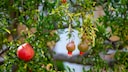 Granatapfel: Granatapelbaum mit Früchten und Blüte