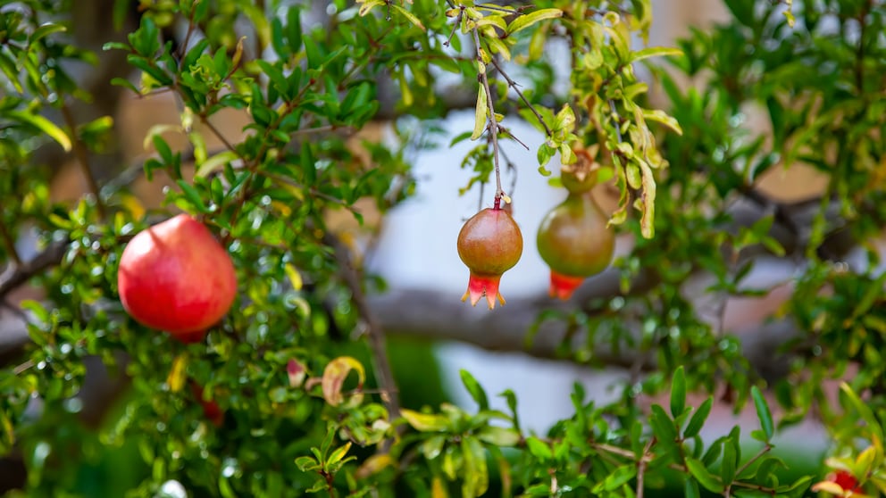 Granatapfel: Granatapelbaum mit Früchten und Blüte