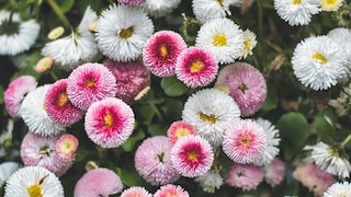 Neben verschiedenen Gemüsesorten kann man auch Blumen wie die Bellis aussäen