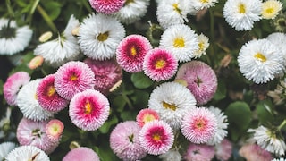 Neben verschiedenen Gemüsesorten kann man auch Blumen wie die Bellis aussäen