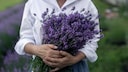 Lavendel: Eine Frau hält einen Strauch von Lavendel in den Armen