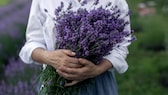 Lavendel: Eine Frau hält einen Strauch von Lavendel in den Armen