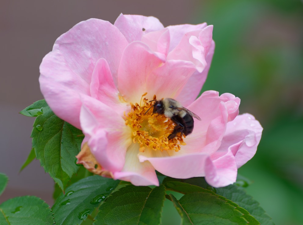 Die Blüten von Wildrosensorten sind in der Regel gefüllt und sind damit eine gute Nahrungsquelle für Bienen