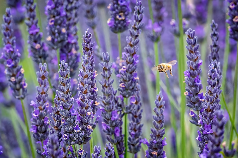 Nicht nur bei Bienen, sondern auch bei Schmetterlingen ist Lavendel äußerst beleibt