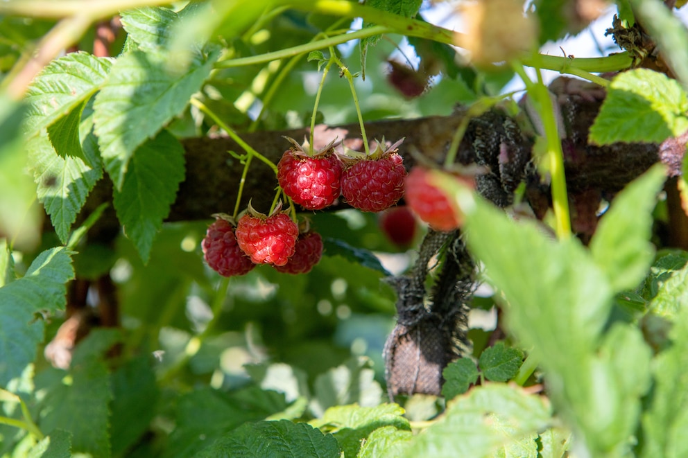 Himbeeren