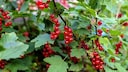 Beerensträucher: Viele Johannisbeeren am Strauch