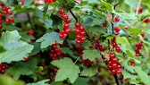 Beerensträucher: Viele Johannisbeeren am Strauch