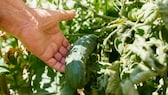 Gurke im Garten