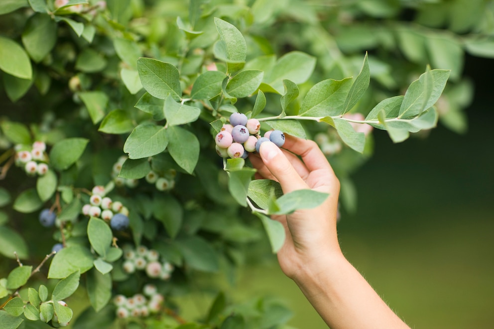 Heidelbeeren