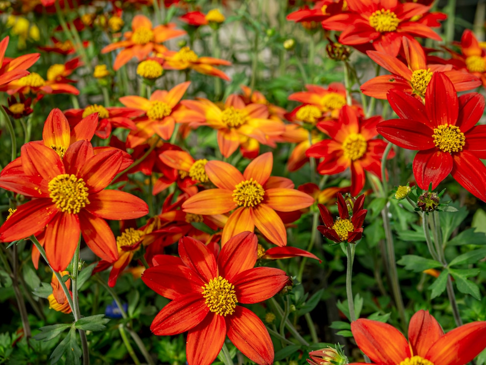 Zweizähne, auch Bidens oder Goldmarie genannt, zählen zu den Astern